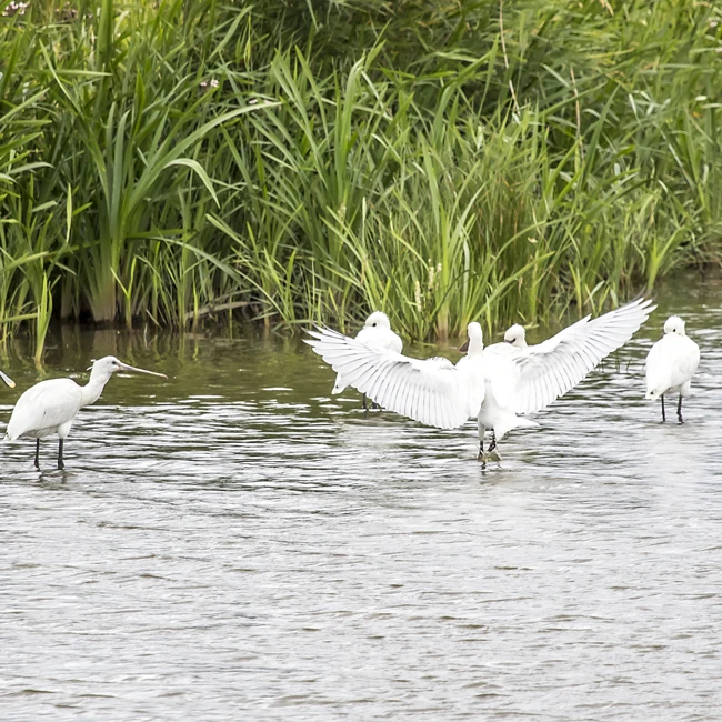 RSKulturcenter.Library.ValueConverters.Headline